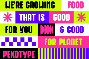 baune font preview sample font