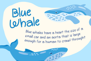 DYOLANAN Font blue whale educational illustration